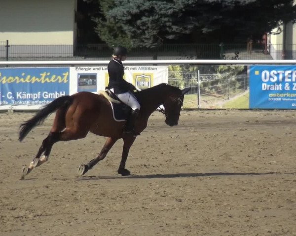 Reitturnier Hachenburg 2018