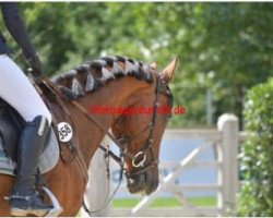 jumper Jago 5 (Austrian Warmblood, 2003)