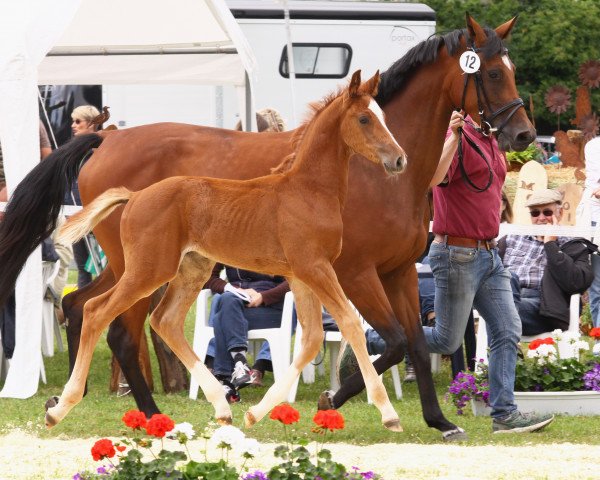 horse Cravallo (Holsteiner, 2017, from Casaltino)