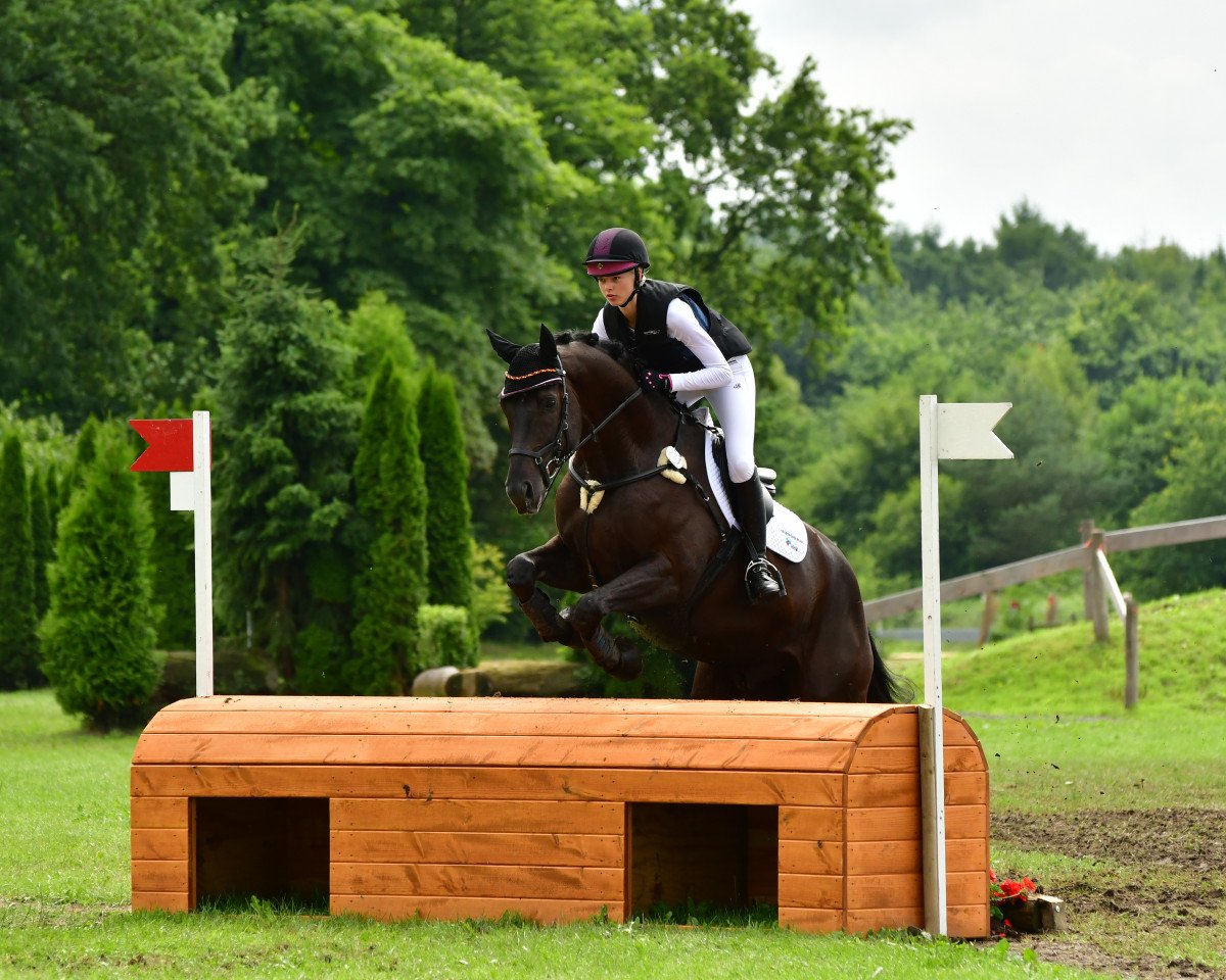 Springpferd Who's Perfekt S (Hannoveraner, 2012, von Watermill Rolex xx)