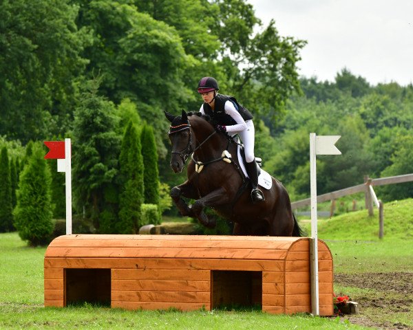 jumper Who's Perfekt S (Hanoverian, 2012, from Watermill Rolex xx)