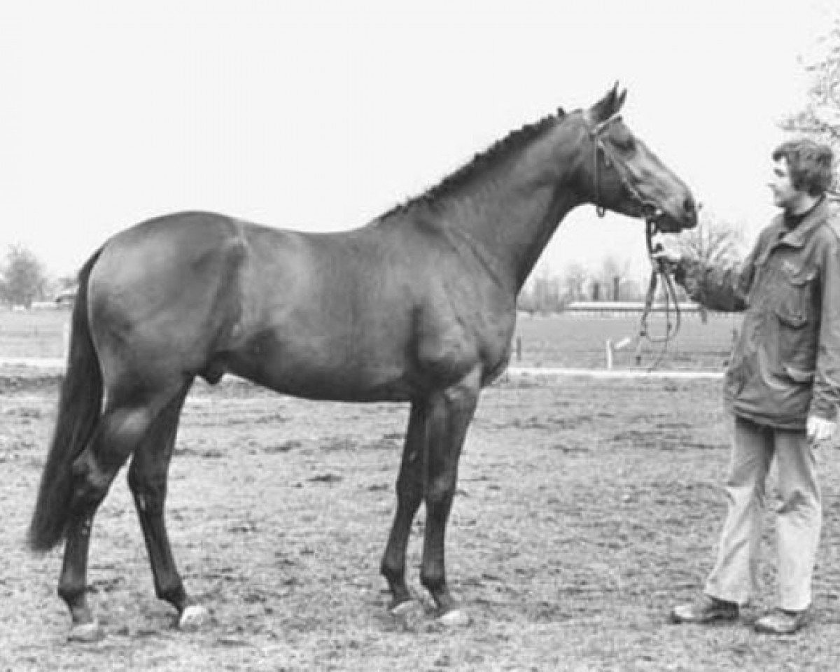 stallion Paradox (Selle Français, 1974, from Tremolo xx)