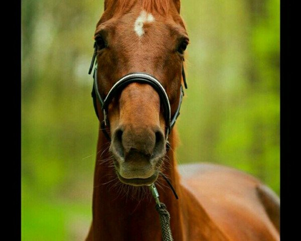 Springpferd Emmy Lou 4 (Hannoveraner, 2005, von Embassy I)