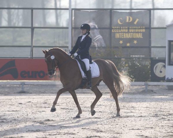 dressage horse Blokland's Hoeve's Amor (Nederlands Welsh Ridepony, 2005, from Orchard Boginov)