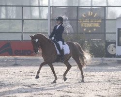 dressage horse Blokland's Hoeve's Amor (Nederlands Welsh Ridepony, 2005, from Orchard Boginov)
