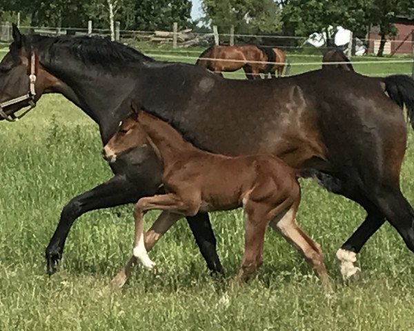 broodmare Ustharia (Holsteiner, 2004, from Lordano)