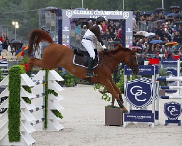 jumper Sheggy (Hanoverian, 2007, from Stolzenberg)