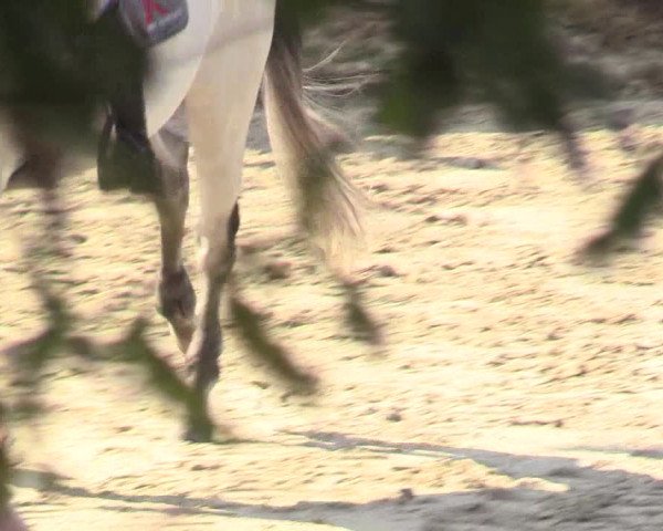 Reitturnier Datteln 2018