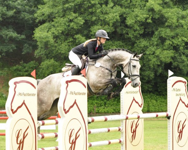 Springpferd Gino 633 (Hannoveraner, 2012, von Grey Top)