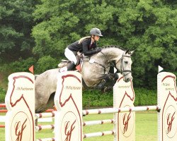 Springpferd Gino 633 (Hannoveraner, 2012, von Grey Top)