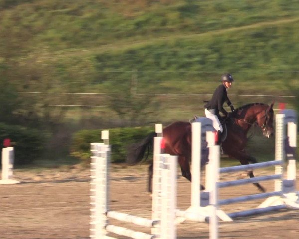 Spring Late Entry Gut Hohenkamp / Dorsten 2021