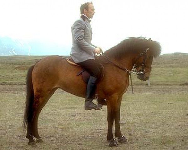 broodmare Freyja frá Ögmundarstöðum (Iceland Horse, 1974, from Hrafn frá Holtsmúla)