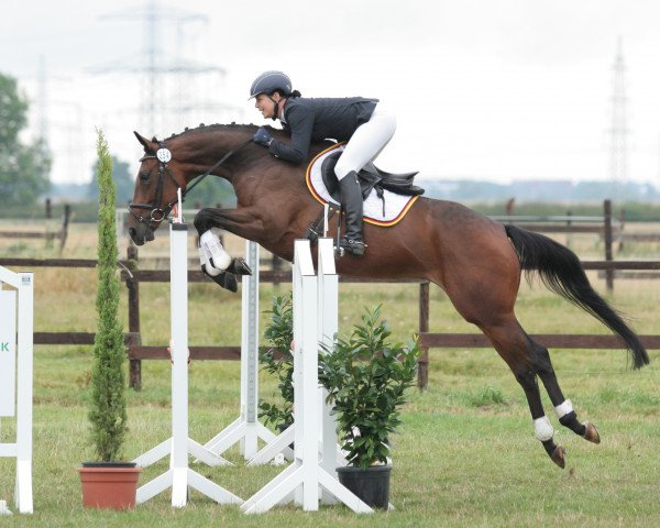 Springpferd Polys Pia (Rheinländer, 2012, von Polystar)