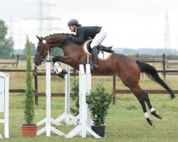 Springpferd Polys Pia (Rheinländer, 2012, von Polystar)