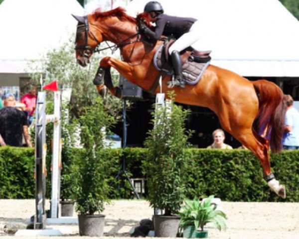jumper CASSIJO 2 (Westphalian, 2009, from Crawford)