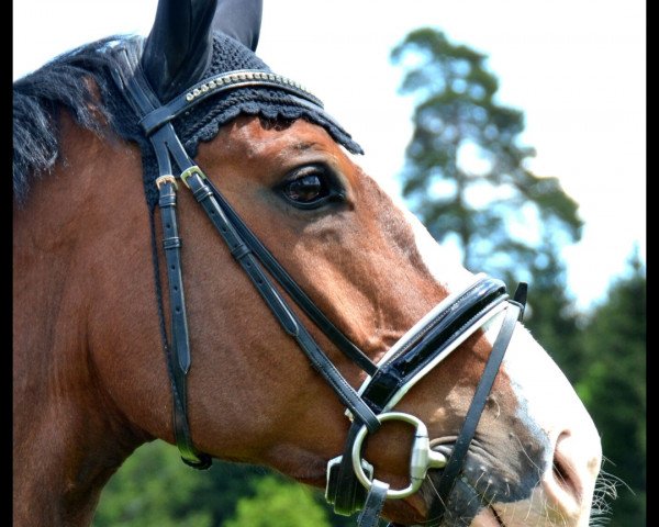 jumper Calvantino (Westphalian, 2008, from Chequille 2) jumper Calvantino (Westphalian, 2008, from Chequille 2)