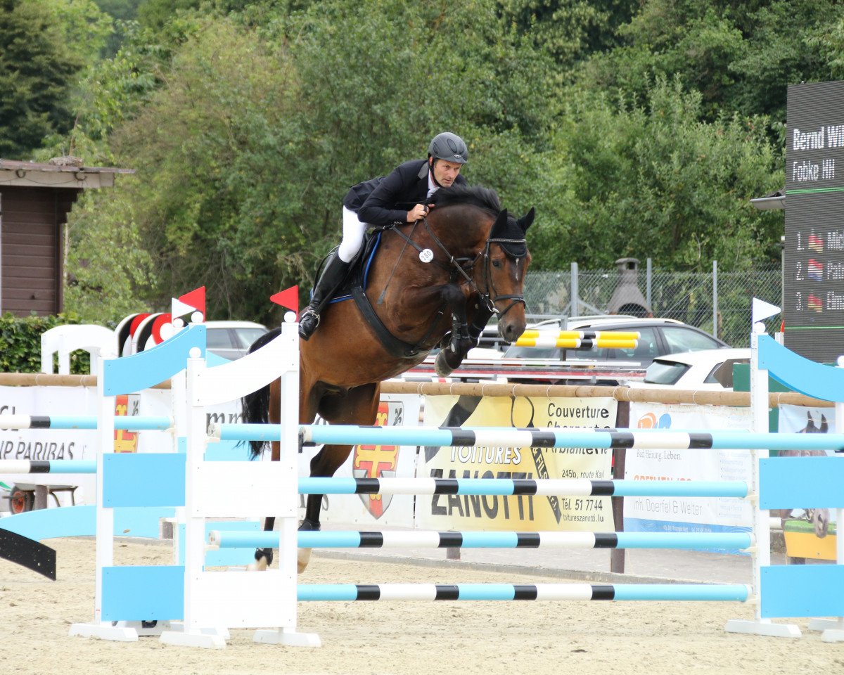 Springpferd Fobke HH (KWPN (Niederländisches Warmblut), 2010, von Arizona)