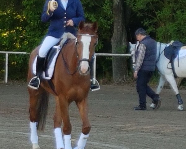 dressage horse Logarithmus 8 (Hanoverian, 2011, from Light On OLD)