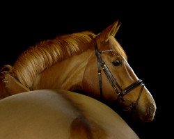 jumper Polyfee 7 (German Warmblood, 2006, from Polypur)