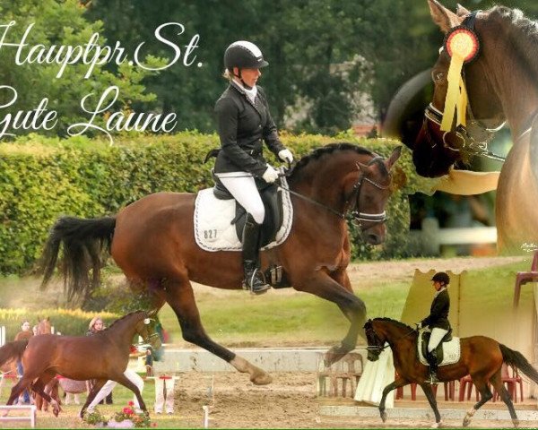 broodmare Gute Laune (Westphalian, 2012, from Golden Rock)