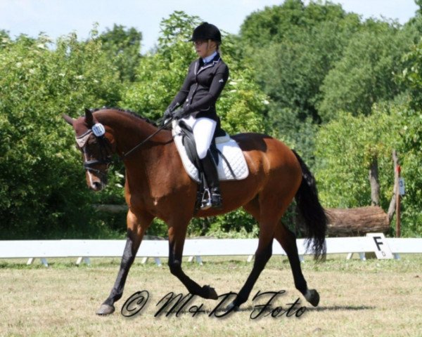 dressage horse Wesna's Symphonie (Hanoverian, 2000, from Wilawander xx)