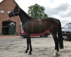 dressage horse Die Lady 22 (Oldenburg, 2013, from Dante Weltino Old)