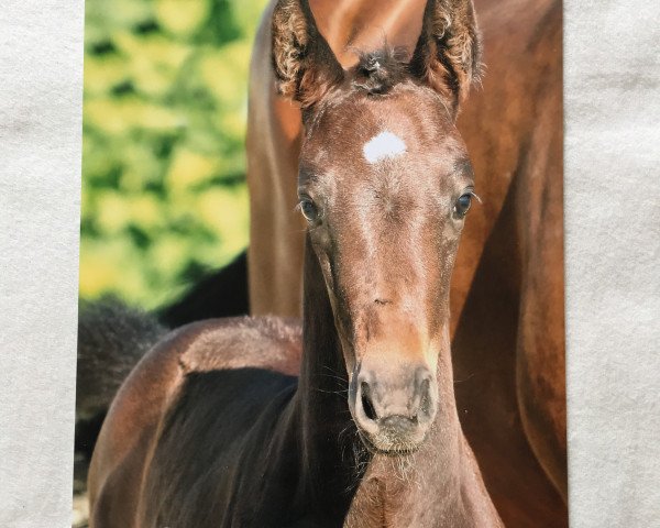 horse Formentiero (Hanoverian, 2016, from Feedback 16)