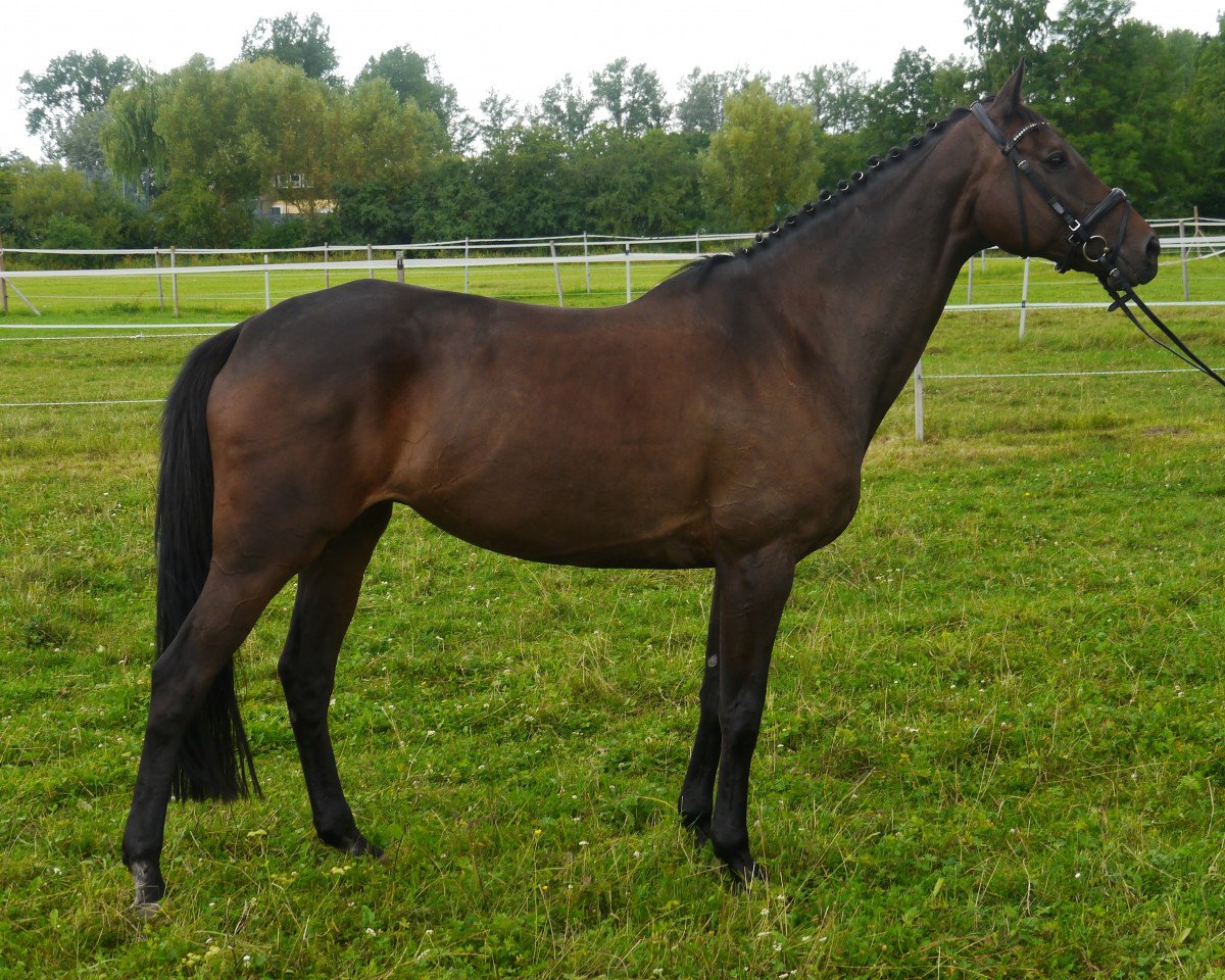 broodmare FRH Butts Leonesse (Hanoverian, 2002, from Heraldik xx)