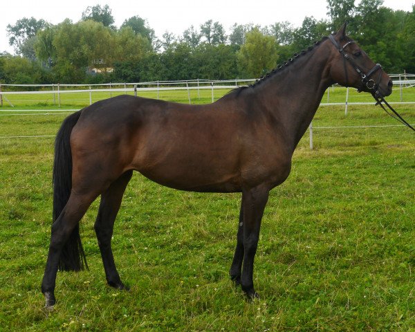 broodmare FRH Butts Leonesse (Hanoverian, 2002, from Heraldik xx)