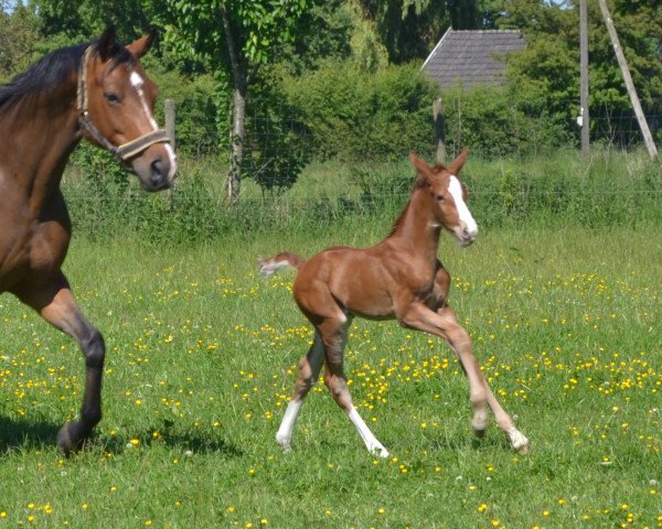 Pferd Diamant`s Springpower MB (Westfale, 2017, von Diamant de Quidam - H OLD)