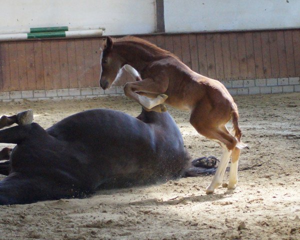 horse LKS Mein bester Freund (German Riding Pony, 2017, from FS Mr. Right)
