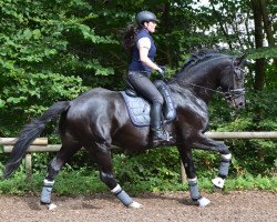 dressage horse Dünengeist (Hanoverian, 2013, from Don Index)