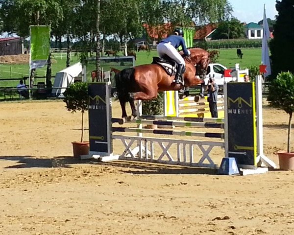 Zuchtstute Crazy Gd (Westfale, 2010, von Check In 2)