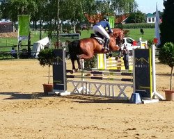 Zuchtstute Crazy Gd (Westfale, 2010, von Check In 2)