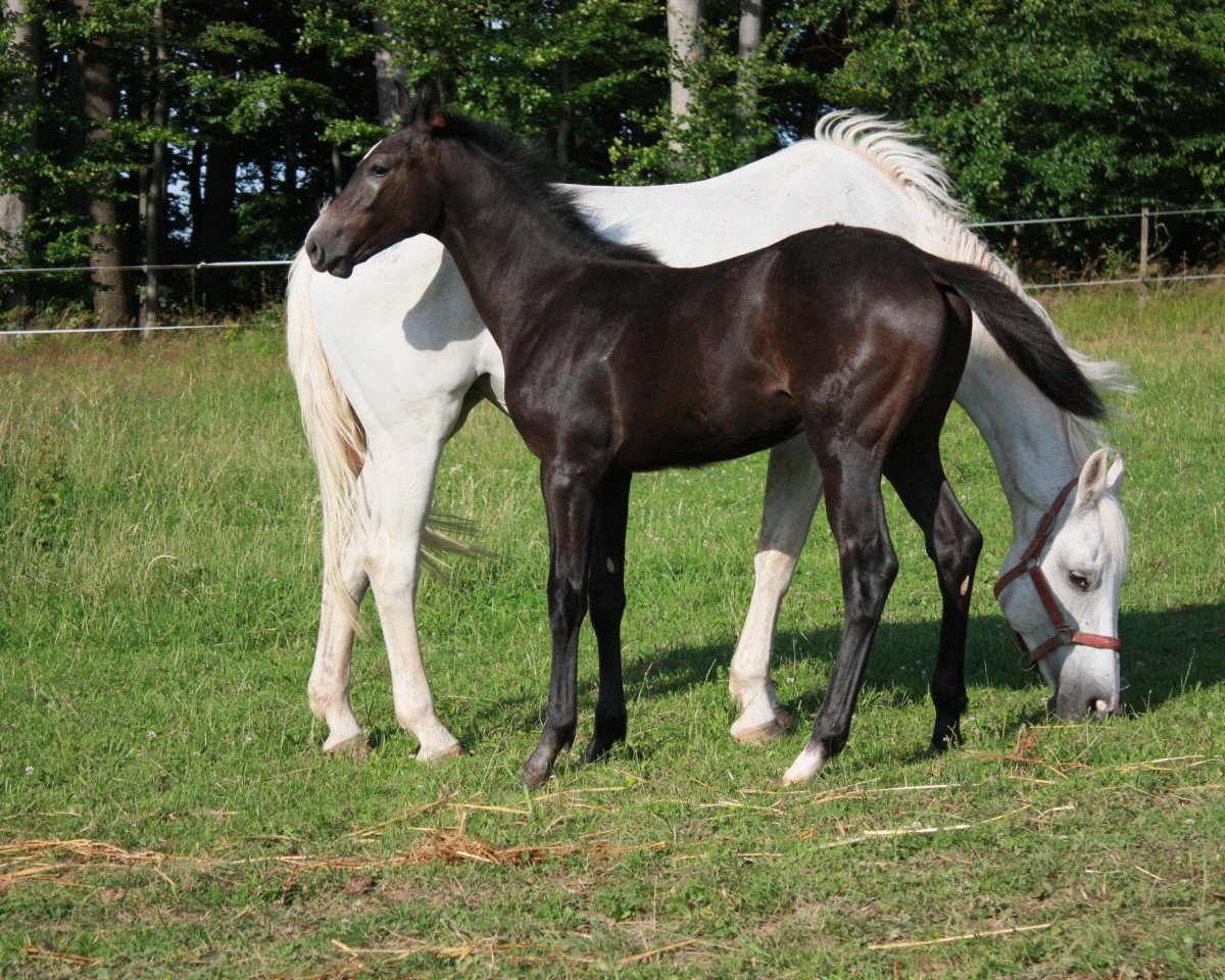 horse Calypso (Hanoverian, 2017, from Capistrano 2)