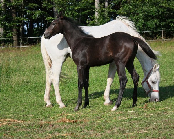Pferd Calypso (Hannoveraner, 2017, von Capistrano 2)