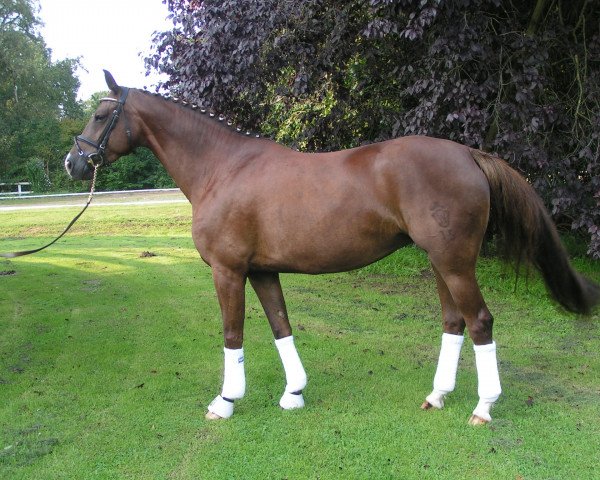 broodmare Fiel zu klein (Westphalian, 2005, from Fiano)