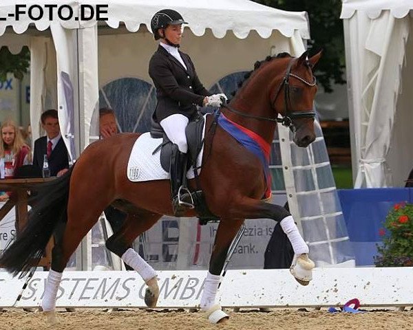 dressage horse Fidermann OLD (Oldenburg, 2014, from Fidertanz)