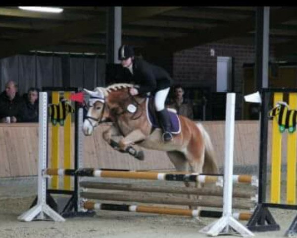 broodmare Nora (Haflinger, 2006, from Naidan)