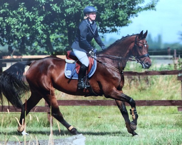 jumper Con Eleganza (Bavarian, 2010, from DSP Con Spirit)