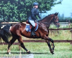 jumper Con Eleganza (Bavarian, 2010, from DSP Con Spirit)