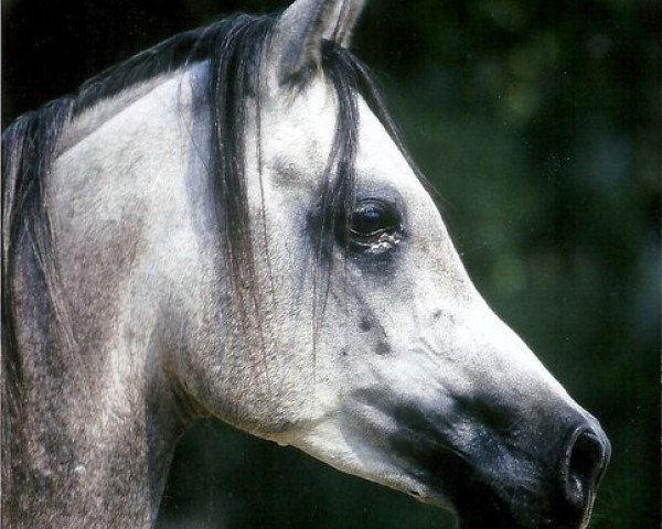 horse RASHID EL NAJIM ox (Arabian purebred, 1992, from Mahjad ox)