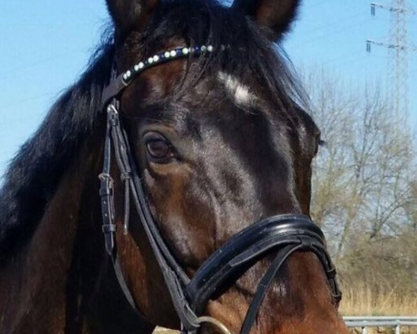 broodmare Die wilde Dreizehn (Oldenburg, 2010, from Diamond Hit)