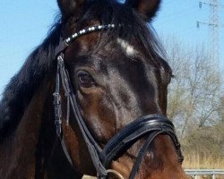 broodmare Die wilde Dreizehn (Oldenburg, 2010, from Diamond Hit)