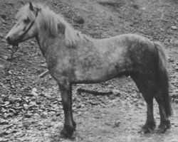 stallion Glotti frá Syðra-Vallholti (Iceland Horse, 1946, from Gráni frá Holkoti á Reykjaströnd)