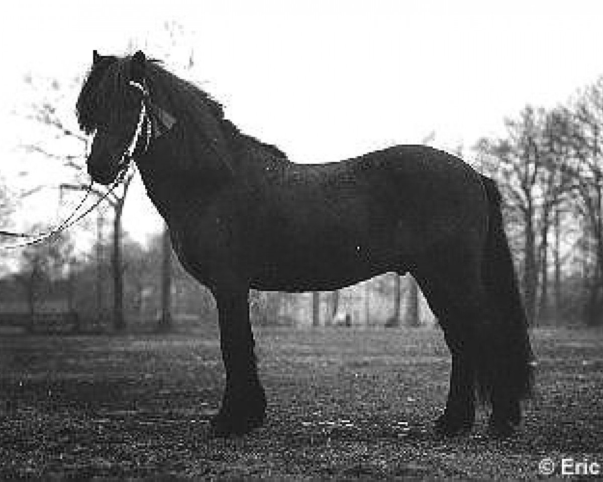 stallion Kuldi frá Brimnesi (Iceland Horse, 1975, from Gustur fra Holum)