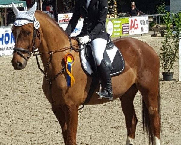 jumper Le Loup 3 (Zangersheide riding horse, 2007, from Tailormade Lawito)