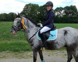 jumper Prinz Crazy (Pony without race description, 2004)