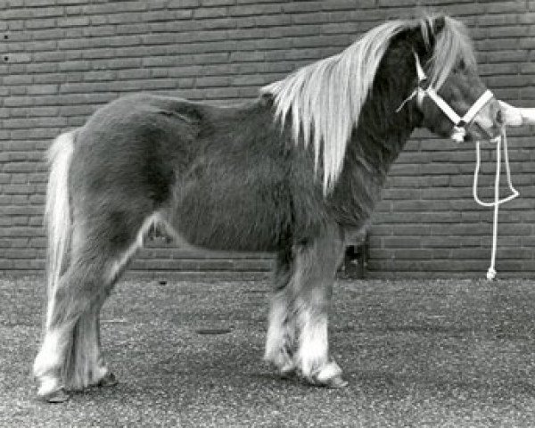 Deckhengst Ulver L.H. (Shetland Pony, 1983, von Kismet van Bunswaard)