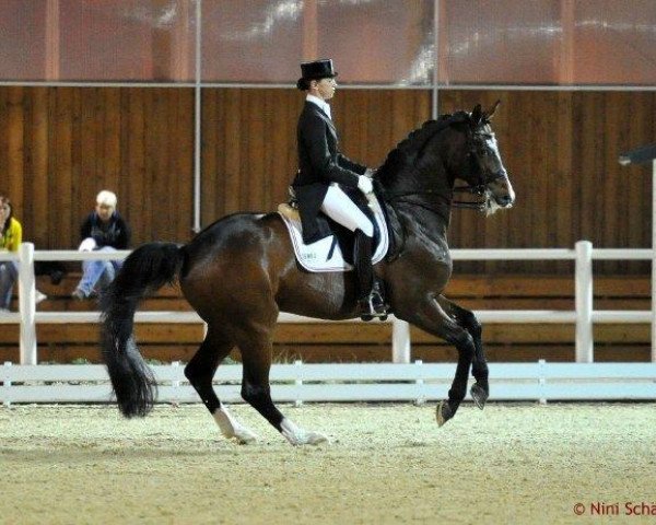 dressage horse Debut Dallas (Danish Warmblood, 1999, from Don Schufro)
